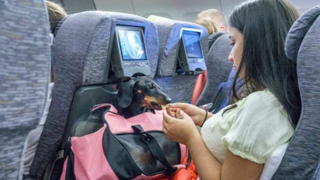 LATAM Airlines Pet Policy