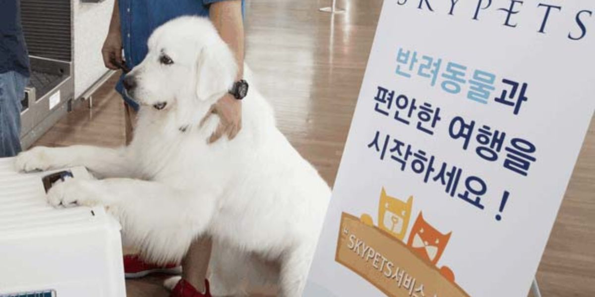 Korean Air Pet Policy